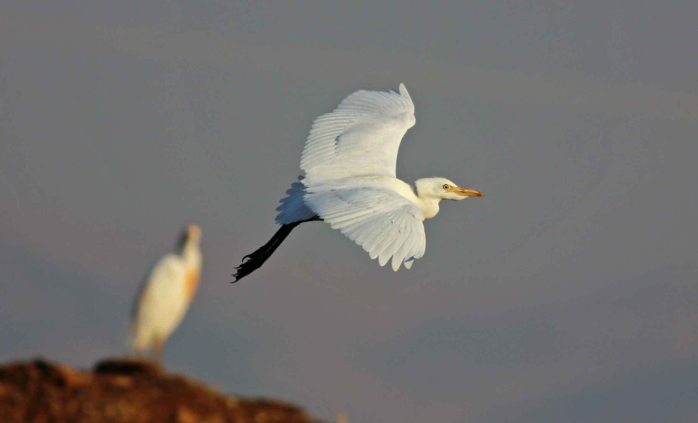 Cattle Egret